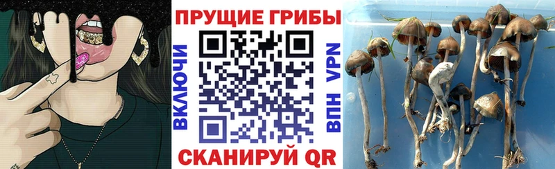 Галлюциногенные грибы Cubensis  Чкаловск 